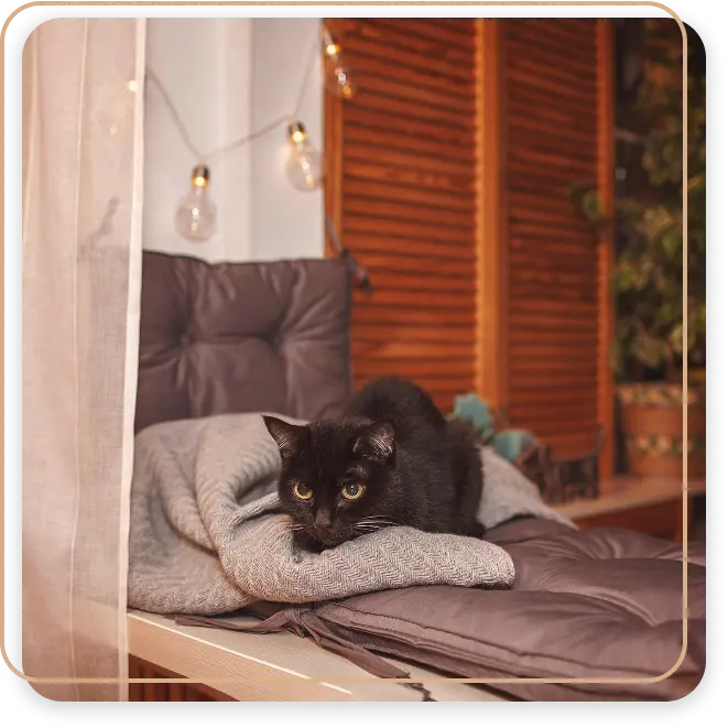 Hotel Pet Friendly em Foz do Iguaçu 1 hotel que recebe cachorro foz do iguacu