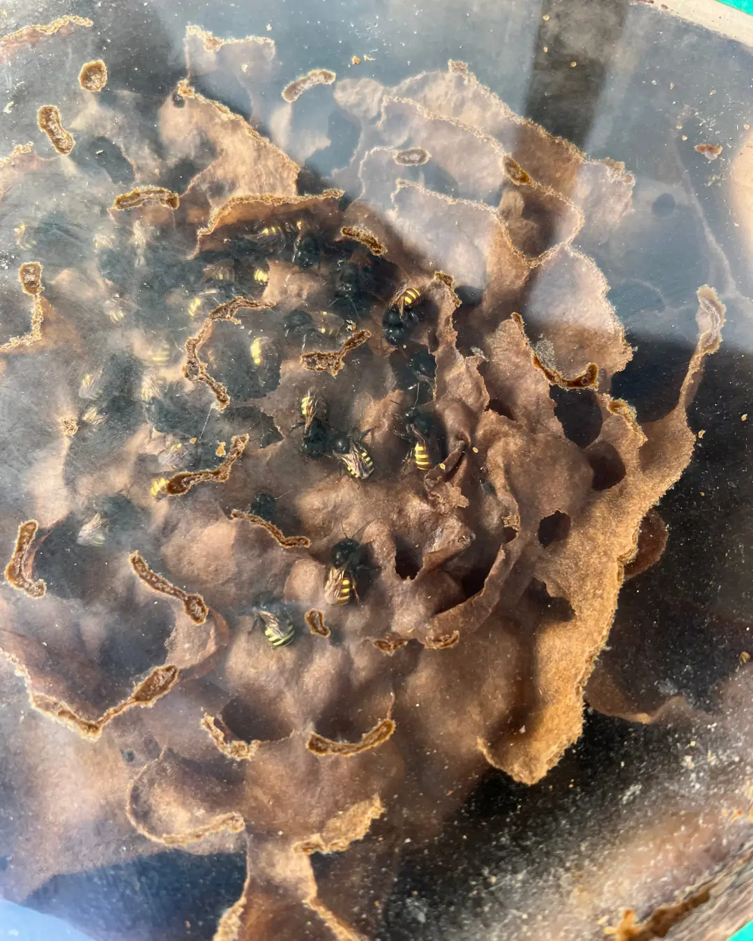 Experiências 17 imagem detalhe de colmeia de abelha em meliponário do Nadai Confort.