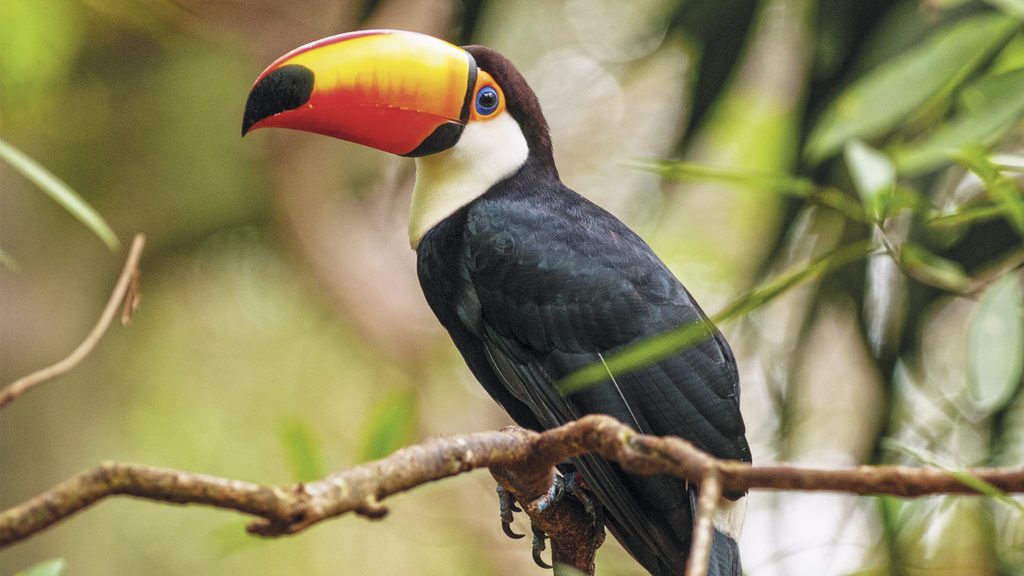 Tucano colorido em uma árvore, no Parque das Aves em Foz do Iguaçu.